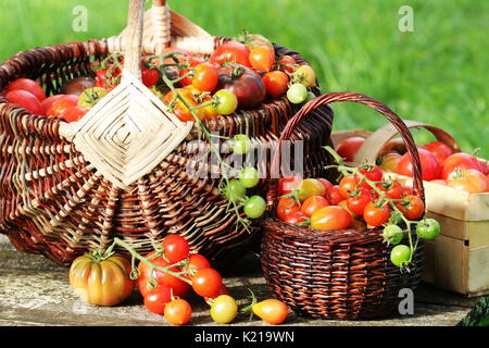 Verschiedene heirloom Tomaten in Körben auf rustikalen Tisch. bunte Tomaten - rot, gelb, orange. Ernte Gemüse kochen Konzeption Stockfoto