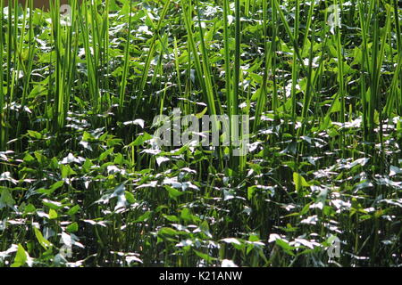 Bank des alten Sumpf fallen, saftig grüne Reed im Wald von Belarus Stockfoto
