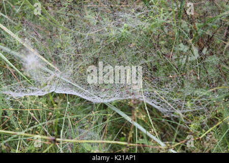 Schöne zerbrechliche spidercob hängen an Pflanzen/-Tropfen Tau in den letzten Tagen im Sommer Stockfoto