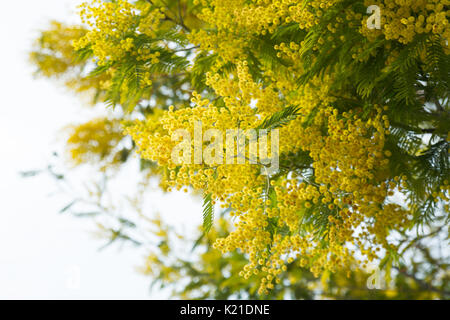 Zweigniederlassungen von Acacia dealbata mit gelben Blumen im Frühling Park Stockfoto