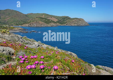 Pyrenees Orientales felsigen Küste des Mittelmeers mit Blumen im Vordergrund, im Süden von Frankreich, Roussillon, Cote Vermeille, Cap Peyrefite Stockfoto