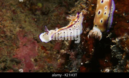 Marine gastropode Weichtiere Sea Slug Doris imperialis, Unterwasser Pazifischer Ozean, Französisch Polynesien Stockfoto