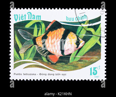 Briefmarke aus Vietnam, die ein Tiger Widerhaken (Puntis tetrazona) Stockfoto