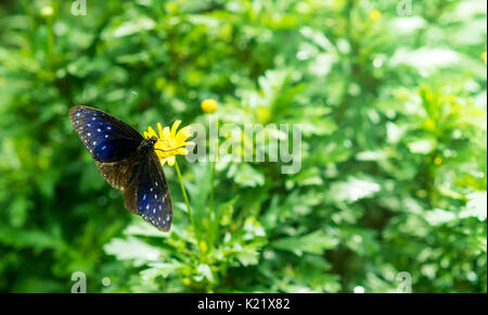 Gestreifte blaue Krähe Schmetterling auf einer Blume Stockfoto