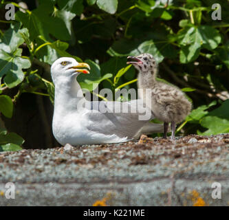 Silbermöwe und Küken im Nest auf dem Dach der Garage an der Küstenstadt Watchet, Somerset, England geschlüpft Stockfoto