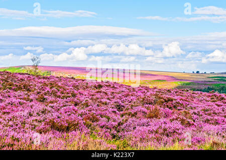 Tag Sommer auf Hathersage Moor, Derbyshire, Wolken Casting Shadows auf der Landschaft erhöht die Intensität der Farben von der Heide. Stockfoto