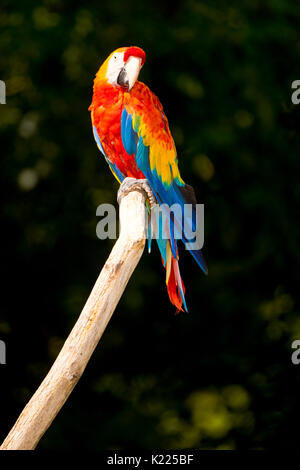 Hellrote Ara (Ara macao Stockfoto