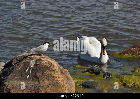 Flussseeschwalbe auf einem Felsen und Schwan im Hintergrund Stockfoto