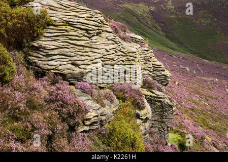 Gritstone Aufschlüsse zu klingeln Roger auf Kinder Scout. Heidekraut blüht zwischen den Felsen auf den Hügeln über Morley, Peak District, Derbyshire, England. Stockfoto