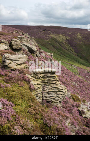 Gritstone Aufschlüsse zu klingeln Roger auf Kinder Scout. Heidekraut blüht zwischen den Felsen auf den Hügeln über Morley, Peak District, Derbyshire, England. Stockfoto