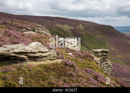 Gritstone Aufschlüsse zu klingeln Roger auf Kinder Scout. Heidekraut blüht zwischen den Felsen auf den Hügeln über Morley, Peak District, Derbyshire, England. Stockfoto