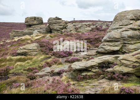 Gritstone Aufschlüsse zu klingeln Roger auf Kinder Scout. Heidekraut blüht zwischen den Felsen auf den Hügeln über Morley, Peak District, Derbyshire, England. Stockfoto