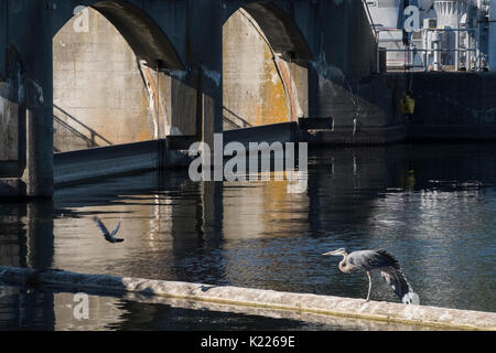 Great Blue Heron sonnt sich in der Nähe der Staumauer von der Ballard Locks, Seattle, Washington, United States Stockfoto