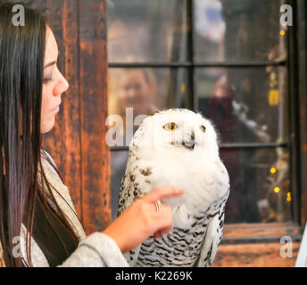 Nahaufnahme der jungen Frau mit Snowy owl, Bubo scandiacus, auf Anzeige, Royal Mile, Edinburgh, Schottland, Vereinigtes Königreich Stockfoto