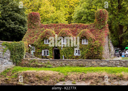 Die Virginia Creeper für die Tu Hwnt l'r Bont Teestube am Ufer des Flusses Conwy in Llanrwst, Nord Wales beginnt Farbe wie Herbst Ansätze zu ändern. Stockfoto