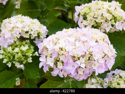 Schöne weiße Hortensien Blüten mit grünen Blättern Hintergrund; England; UK Stockfoto