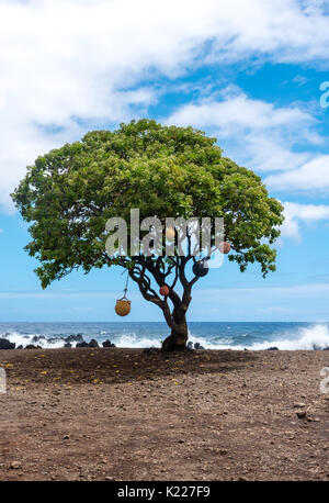 Einsamer Baum mit Bojen an Keanae Point, Hawaii Stockfoto