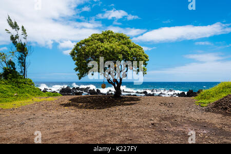 Einsamer Baum mit Bojen an Keanae Point, Hawaii Stockfoto