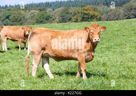 Große braune Limousin rind kuh seitwärts stehend in die Kamera schaut in eine grüne Wiese Weide. Diese hardy französische Rinderrasse ist für Fleisch p gezüchtet Stockfoto