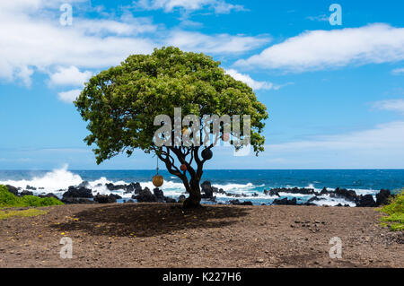 Einsamer Baum mit Bojen an Keanae Point, Hawaii Stockfoto