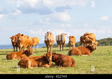 Herde von Limousin Rinder bei Sonnenuntergang in einem Hügel Weide gegen die Skyline mit einem Bullen, Kühe, Kälber und junge bullcks in der Goldenen Stunde Licht. Stockfoto