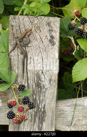 Gemeinsame Eidechsen, Zootoca vivipara, vormals Lacerta vivipara, Aufwärmphase auf Zaunpfosten neben Brombeeren, Sussex, UK. August. Verschiedenen Alters, Stufen o Stockfoto