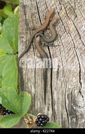 Gemeinsame Eidechsen, Zootoca vivipara, vormals Lacerta vivipara, Aufwärmen am Zaunpfosten, Sussex, UK. August. Verschiedenen Alters, Stockfoto
