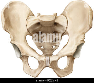 Knöcherne Gürtel bestehend aus dem Kreuzbein, Steißbein und zwei darmbein Knochen, verbinden die Gebeine der unteren Gliedmaßen zum axialen Skelett. Stockfoto