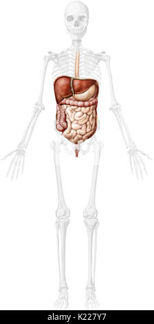 System durch den Mund gebildet, die den Verdauungstrakt und die Drüsen, die mechanische Traktur, Enzyme oder Absonderungen, zu brechen, absorbieren Nährstoffe und Abfälle auszuschließen. Stockfoto