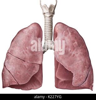 Dieses Bild zeigt die Luftröhre und die Lunge. Stockfoto