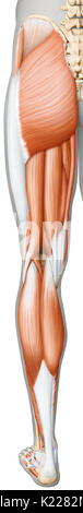 Dieses Bild zeigt einen posterioren Blick auf die Muskeln des Beines und Fußes. Stockfoto