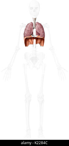 Dieses Bild zeigt die unteren Organe der Atmungsorgane, der Luftröhre, der Lunge und des Zwerchfells. Stockfoto