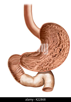 Geweiteten Abschnitt des Verdauungstraktes, speichert, rührt und mixt Lebensmittel mit der magensäfte sie sondert, bevor es in das Duodenum. Stockfoto