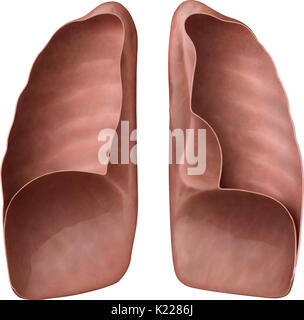 Atmungsorgane gebildet, die Extensible Gewebe, in dem Luft aus dem nasalen und oralen Kavitäten durchgeführt wird, die Sauerstoffsättigung des Blutes. Stockfoto