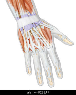 Dieses Bild zeigt einen posterioren Blick auf die Muskeln der Hand. Stockfoto