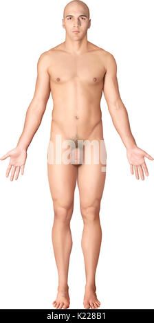 Dieses Bild zeigt eine anteriore Ansicht der Morphologie des Mannes. Stockfoto