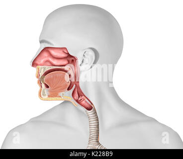 Dieses Bild zeigt die oberen Organe der Atemwege, welche die Nasenhöhle, die epiglottis, den Kehlkopf und Rachen. Stockfoto