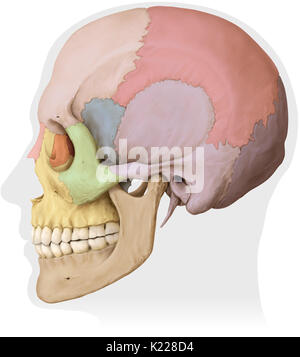 Knöcherne Struktur gebildet von acht Knochen (vier sogar Knochen und vier ungeraden Knochen) abdecken und schützen das Gehirn. Stockfoto