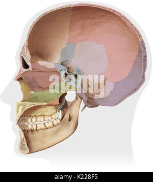 Knöcherne Struktur gebildet von acht Knochen (vier sogar Knochen und vier ungeraden Knochen) abdecken und schützen das Gehirn. Stockfoto