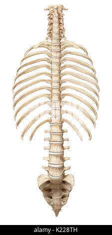 Dieses Bild zeigt den Brustkorb, die Wirbelsäule und das Kreuzbein und Steißbein. Stockfoto