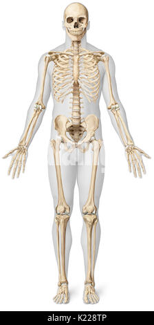 Dieses Bild zeigt eine anteriore Ansicht der wichtigsten Gelenke des menschlichen Körpers. Stockfoto