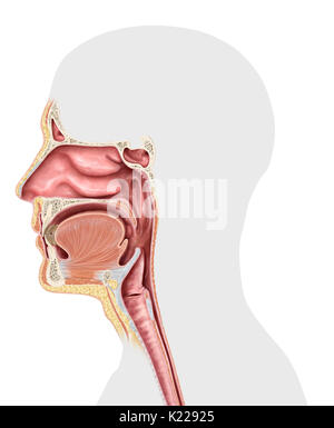 Dieses Bild zeigt die oberen Organe der Atemwege, der Nase, der Nasennebenhöhlen, der epiglottis, den Kehlkopf und Rachen. Stockfoto