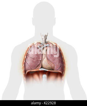 Dieses Bild zeigt einige Organe der Brust. Stockfoto