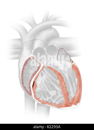Das myokard besteht aus Muskelfasern, die dickste Schicht der Herzwand. Stockfoto