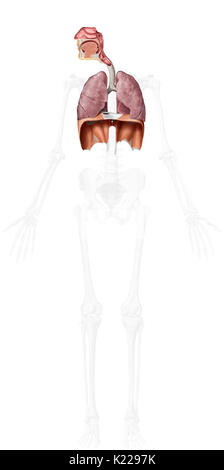 Dieses Bild zeigt die obere und untere oragans der Atemwege. Stockfoto