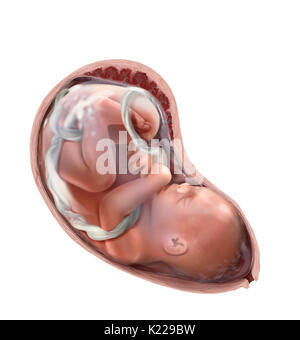 Zwischen der 8. Woche der Schwangerschaft und Geburt ist der Mensch die Entwicklung in der Gebärmutter wird als Fötus. Es unterliegt einem erheblichen Wachstum, vor allem während des zweiten Trimesters, ein Wachstum von 3 auf nahezu 20 Zoll. Es streckt sich und seinen Funktionen feiner geworden, während das Gewicht steigt von 1⁄4 Unze bis 7 Pfund. Ab der 12. Woche, seine Nieren funktion und es beginnt im Fruchtwasser zu urinieren. Herz-kreislauf System entwickelt bis zum 3. Monat und das Verdauungssystem bis zum 7. Monat. Stockfoto