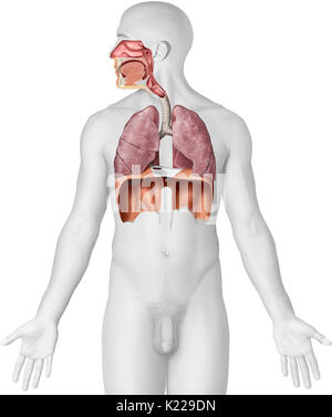 Dieses Bild zeigt die Organe der Atemwege, welche die Nasenhöhle, die epiglottis, des Rachens, des Kehlkopfes, der Luftröhre, der Lunge und des Zwerchfells. Stockfoto