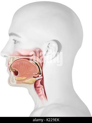 Dieses Bild zeigt die oberen Organe des Verdauungssystems. Stockfoto