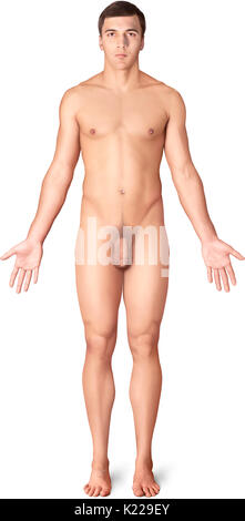 Dieses Bild zeigt eine anteriore Ansicht der Morphologie des Mannes. Stockfoto