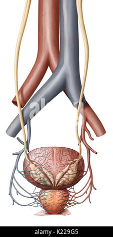 Dieses Bild zeigt einige Organe der Harnwege; die Harnleiter, die Aorta, die Vena cava inferior, der Harnblase und der Prostata. Stockfoto